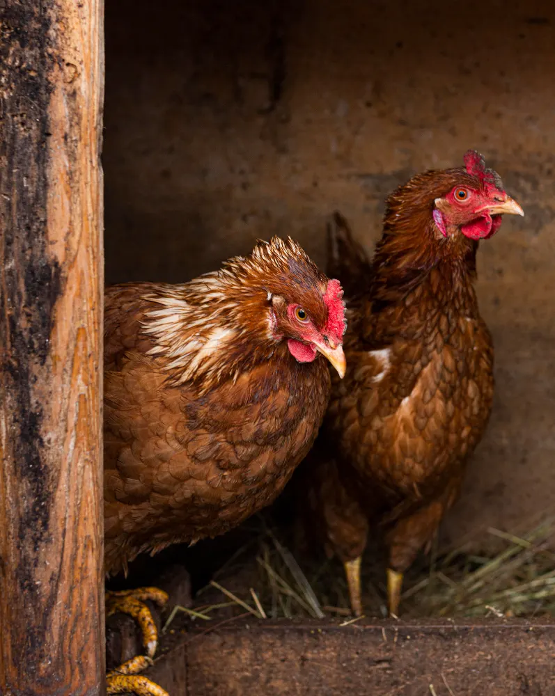 Alimentación para gallinas