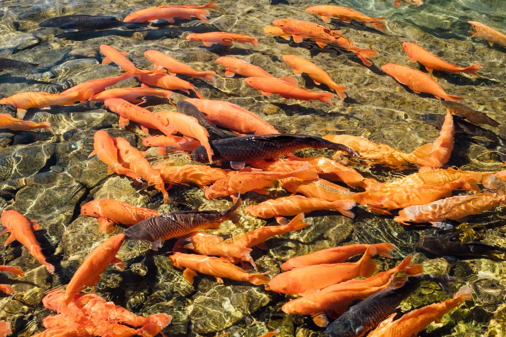 Alimentación para peces